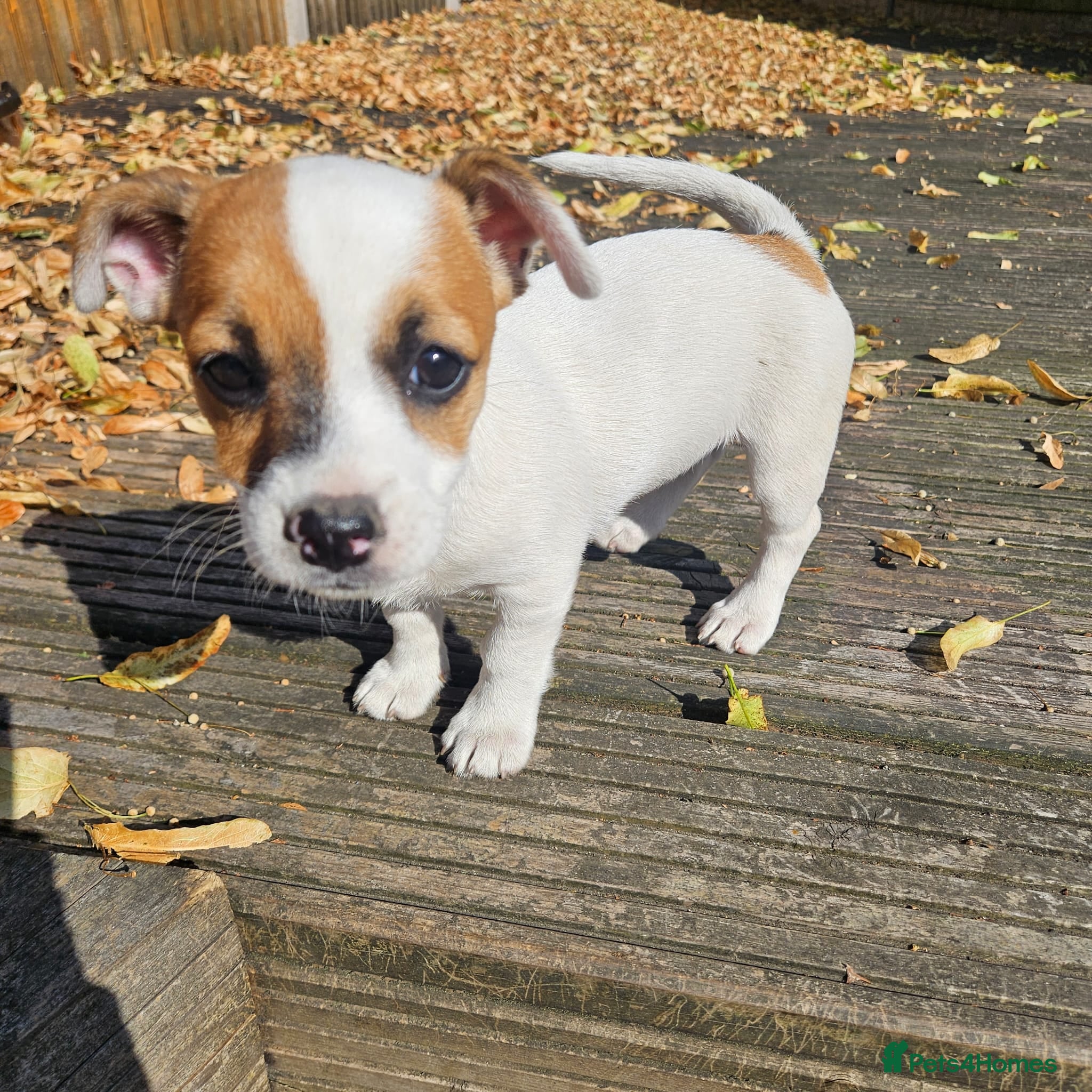 Mixed Breed dogs 11 week old puppy for sale - Advert 1