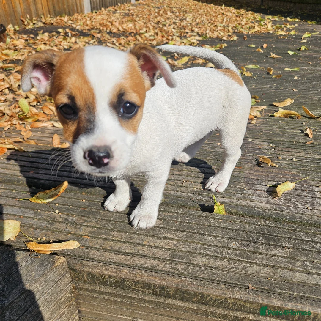Mixed Breed dogs for sale: 11 week old puppy for sale - Advert 1
