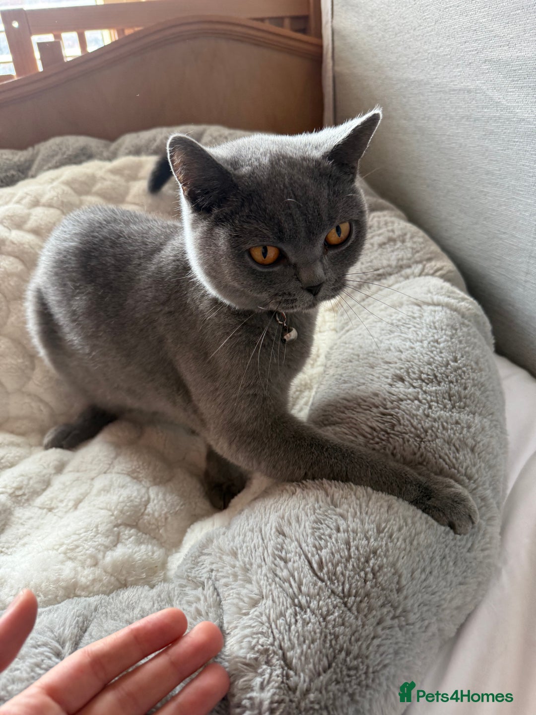 British Shorthair cats for sale: Lovely Luna - British Shorthair - Image 3