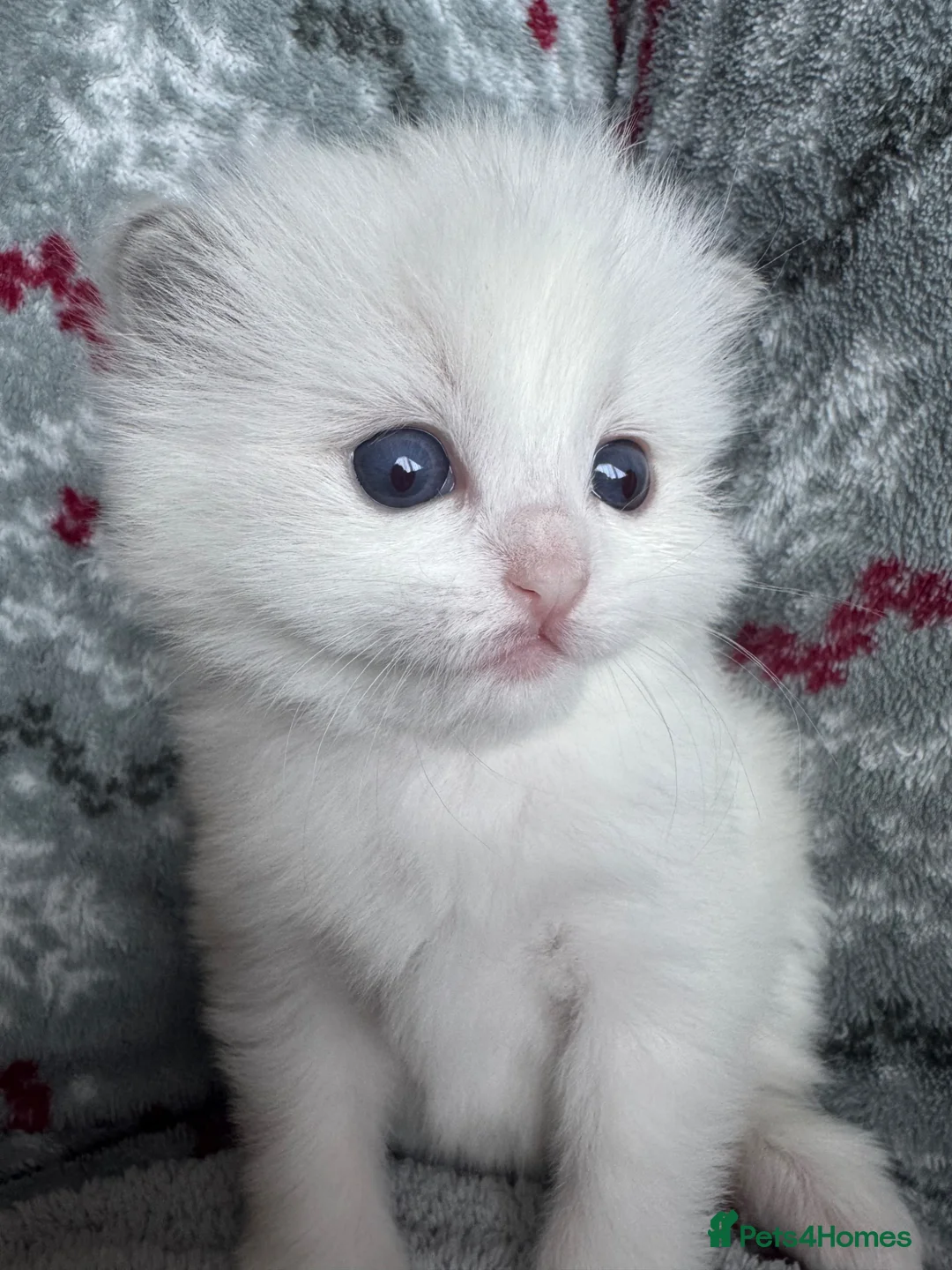 Ragdoll cats for sale: 🏆gccf ragdoll kitten-exceptional pedigree - Advert 1