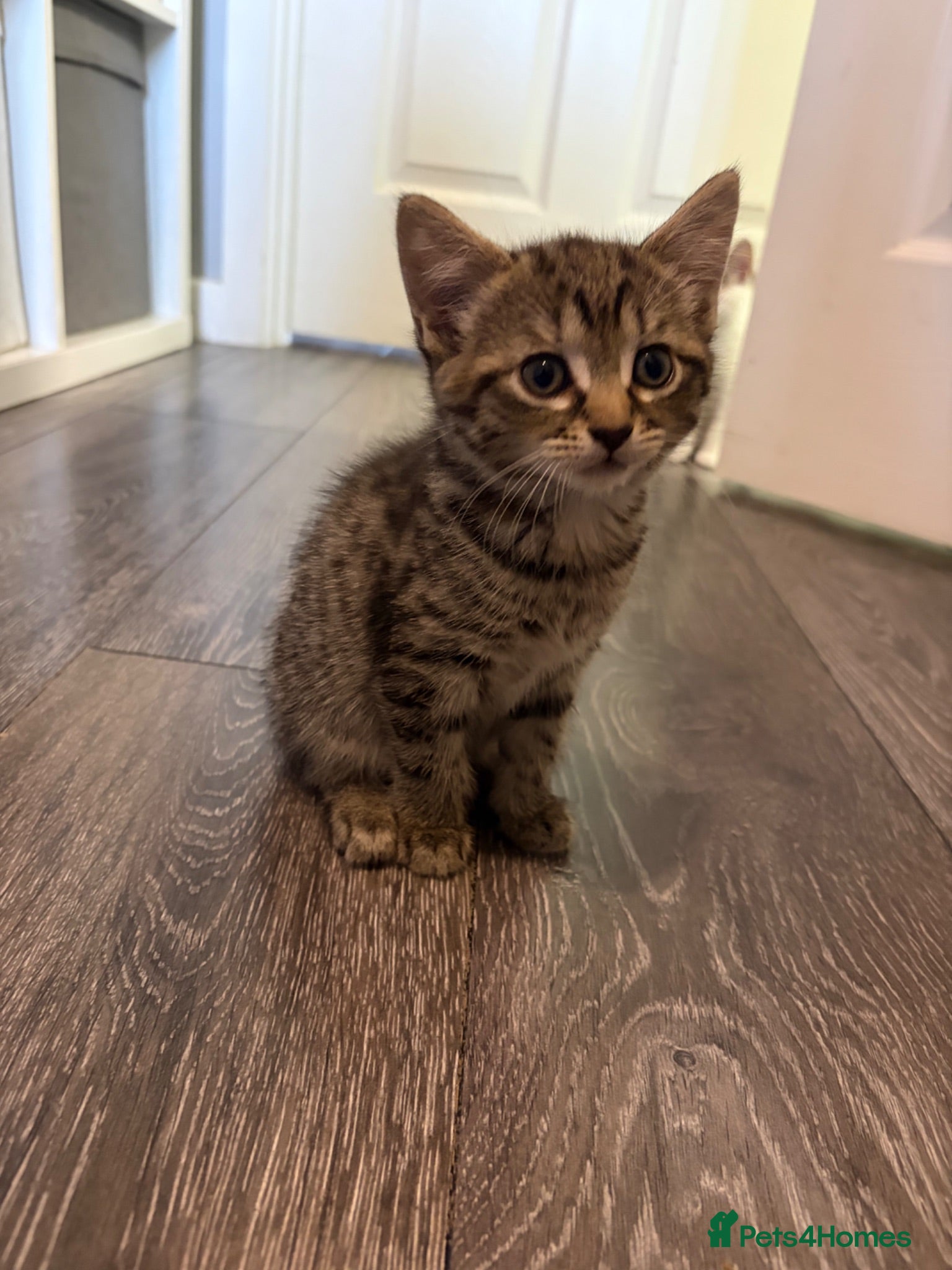 Mixed Breed cats 3 cute, cuddly kittens for sale - Advert 8