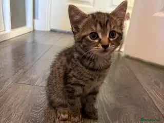 Mixed Breed cats 3 cute, cuddly kittens for sale - Advert 8