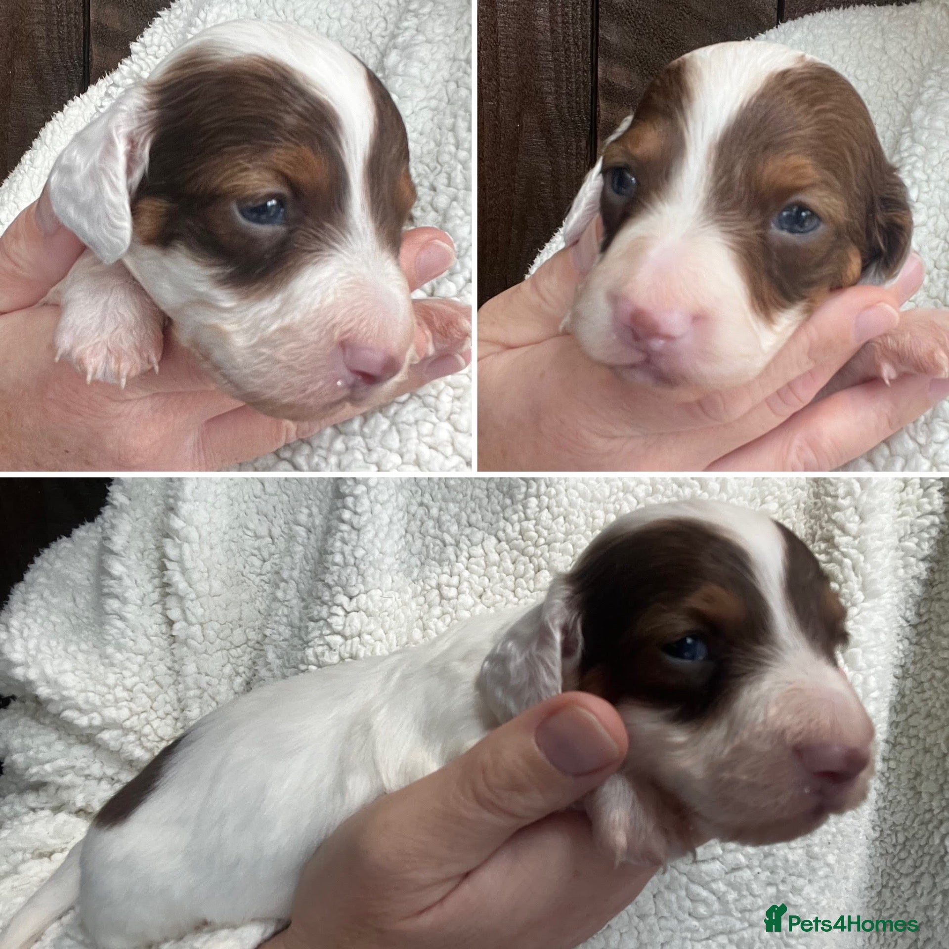 Miniature Dachshund dogs Beautiful Longhaired Miniature Dachshunds - Advert 1