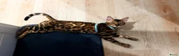 Bengal cats for sale: 🐆 Beautiful Purebred Bengal Kitten - Advert 6