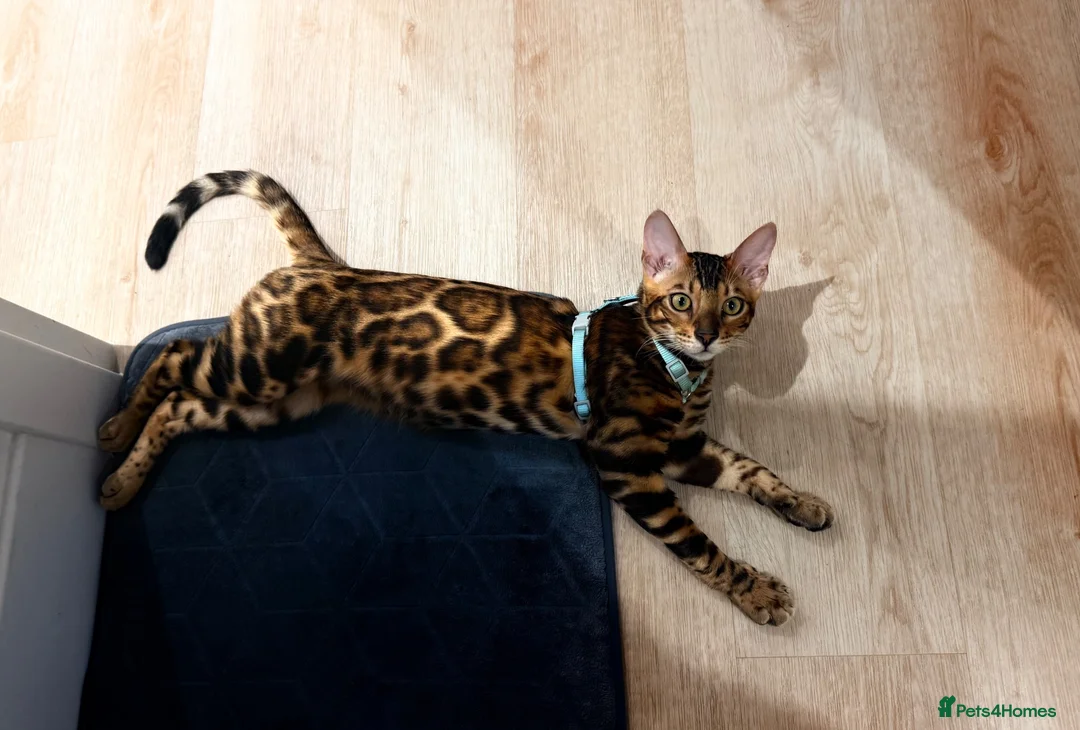 Bengal cats for sale: 🐆 Beautiful Purebred Bengal Kitten - Advert 6