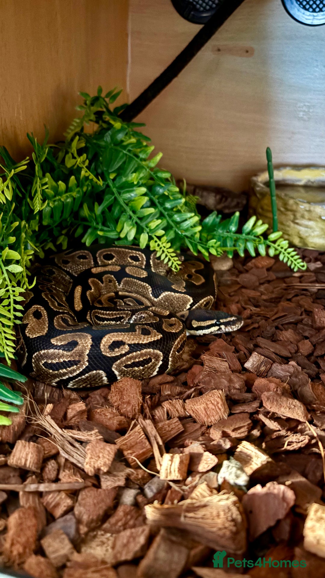 Python Snake reptiles for sale: Ball Python - Advert 1
