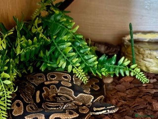 Python Snake reptiles Ball Python - Advert 1