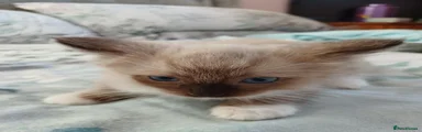 Ragdoll 1