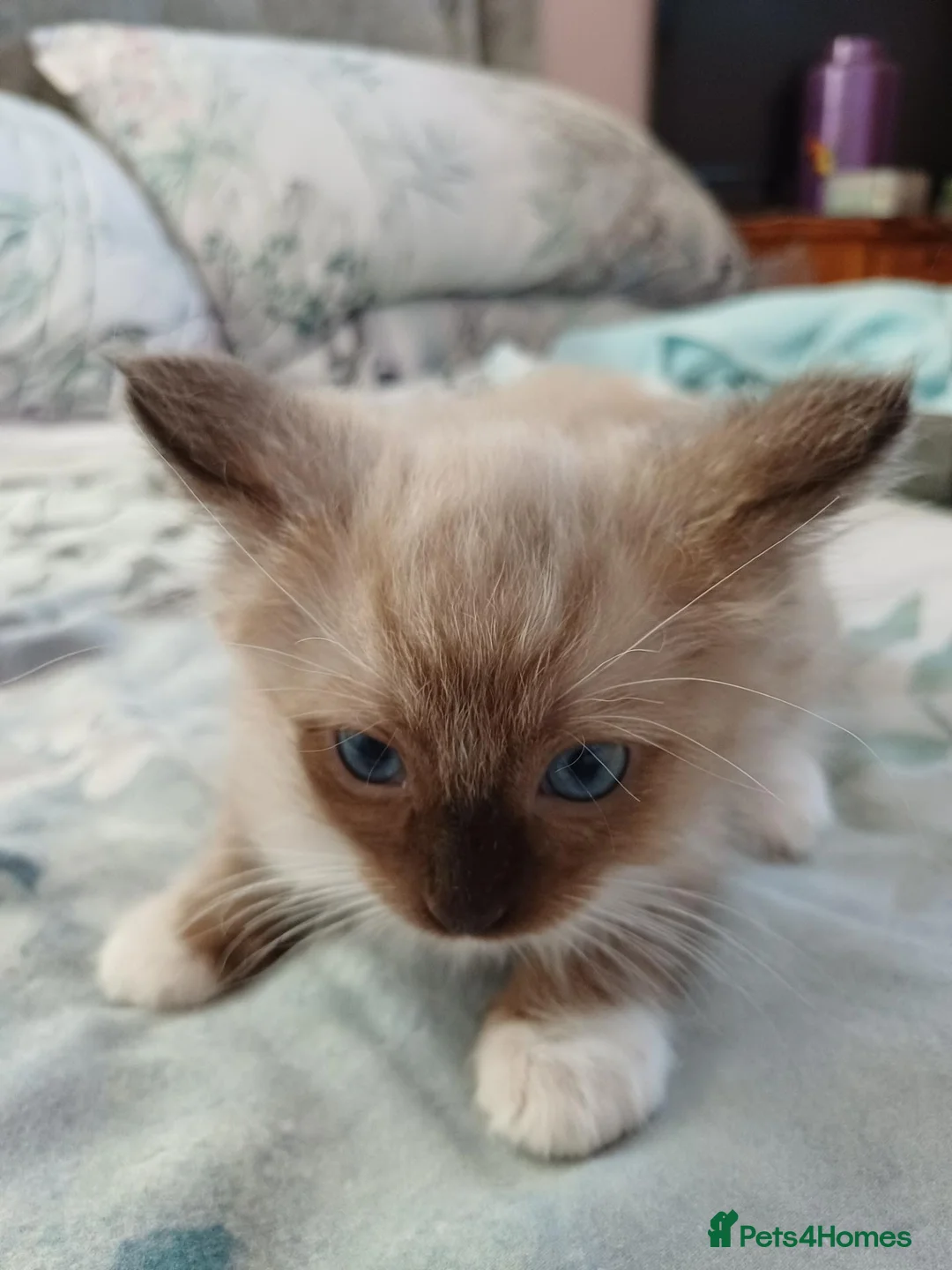 Ragdoll cats for sale: Pure Ragdoll Kittens in Redruth - Advert 6