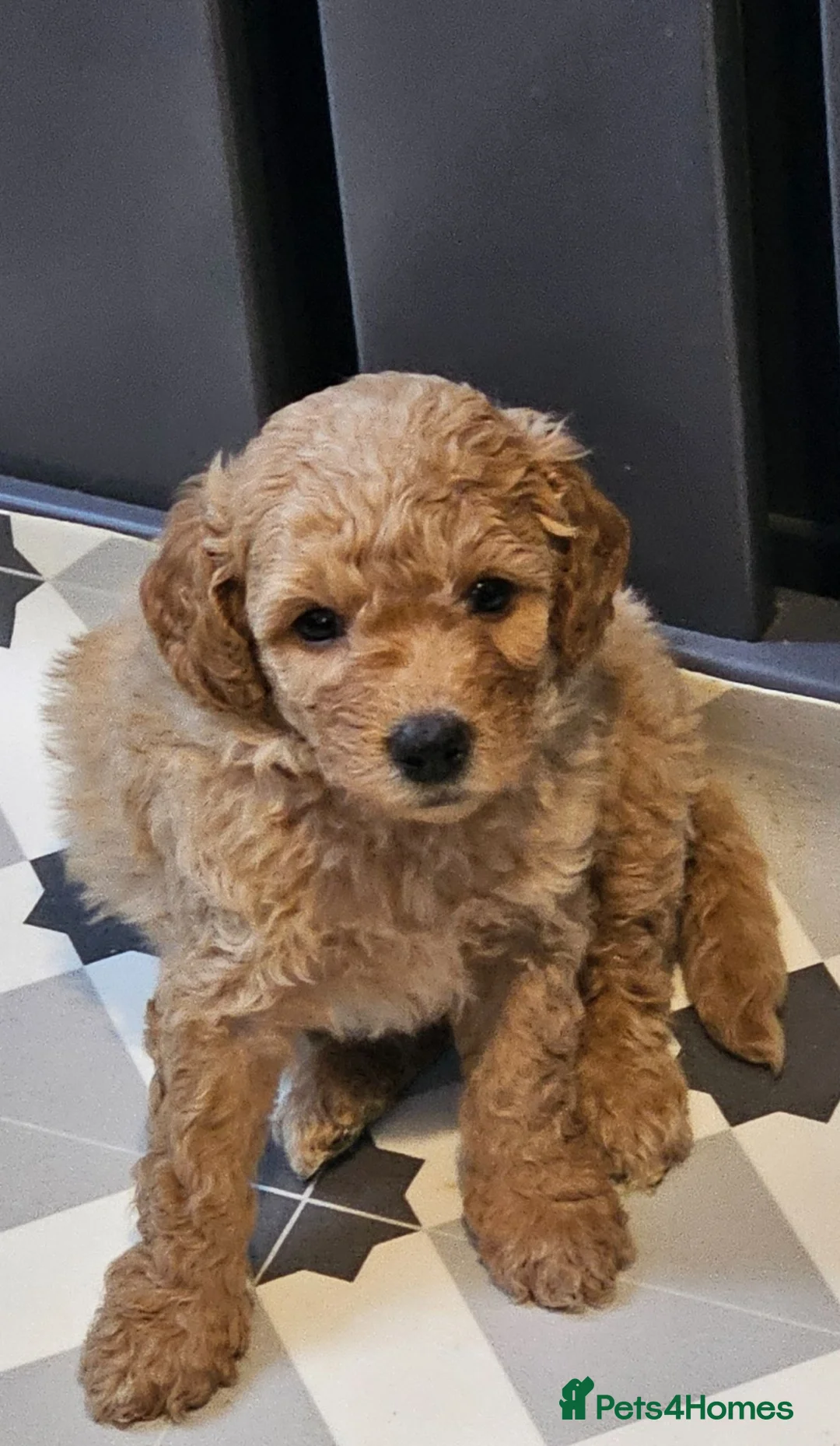 Mini Goldendoodle dogs for sale: The Mini Moo Crew F2B Miniature Goldendoodle Pups - Advert 1