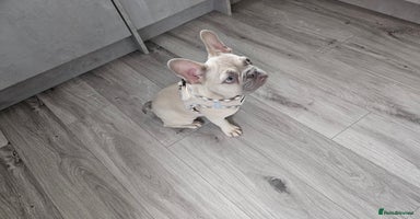 French Bulldog dogs in Wednesbury - Advert 5