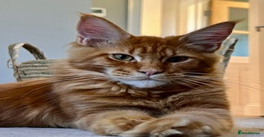 Maine Coon cats - Advert 4