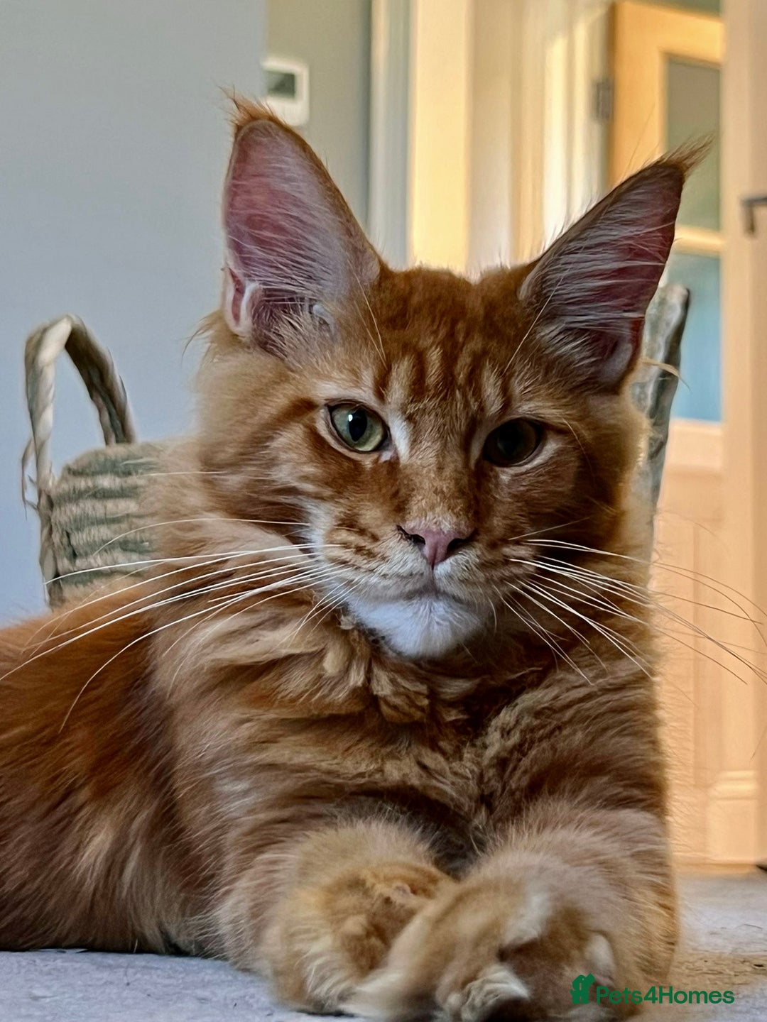 Maine Coon cats for sale: Stunning red tabby male TICA reg READY - Image 2