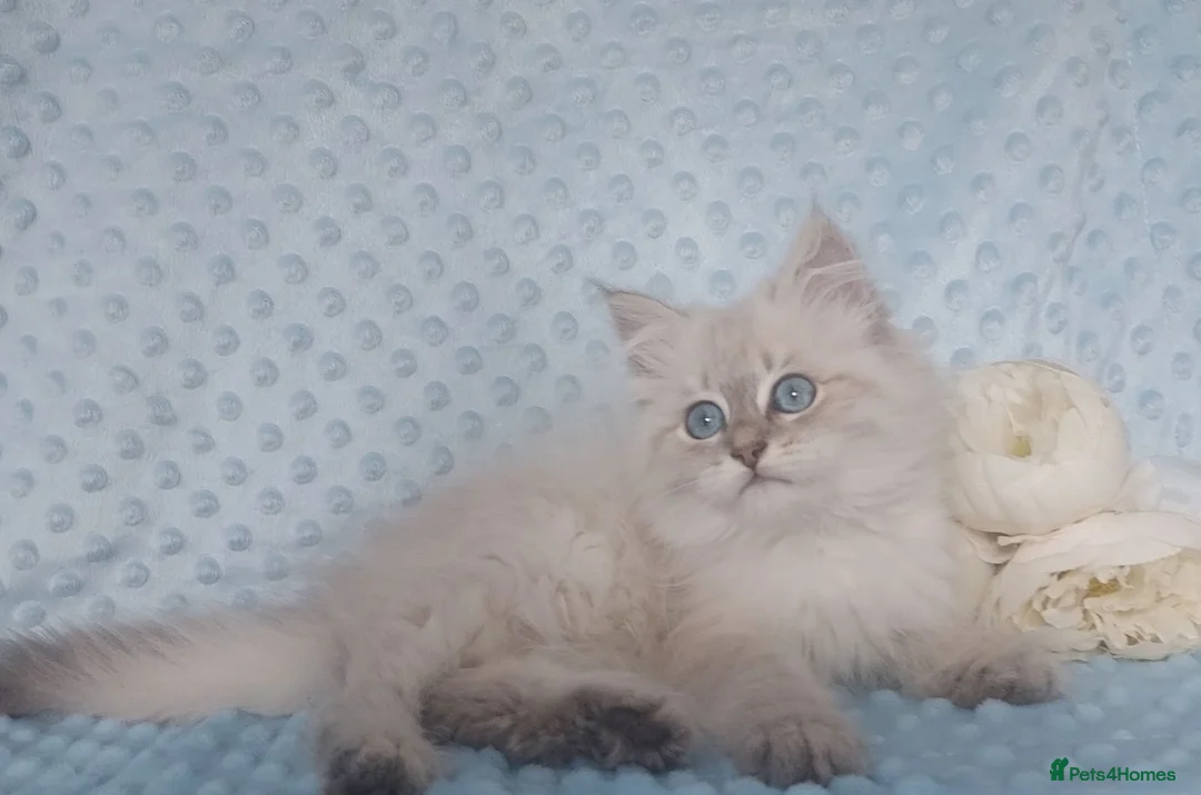 Siberian cats for sale: GCCF Registered Siberian Kitten For Sale  - Advert 1