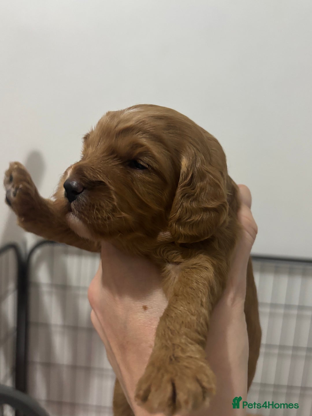 Cockapoo dogs for sale: Red cockapoo pups 😍 3 weeks old almost  - Advert 21