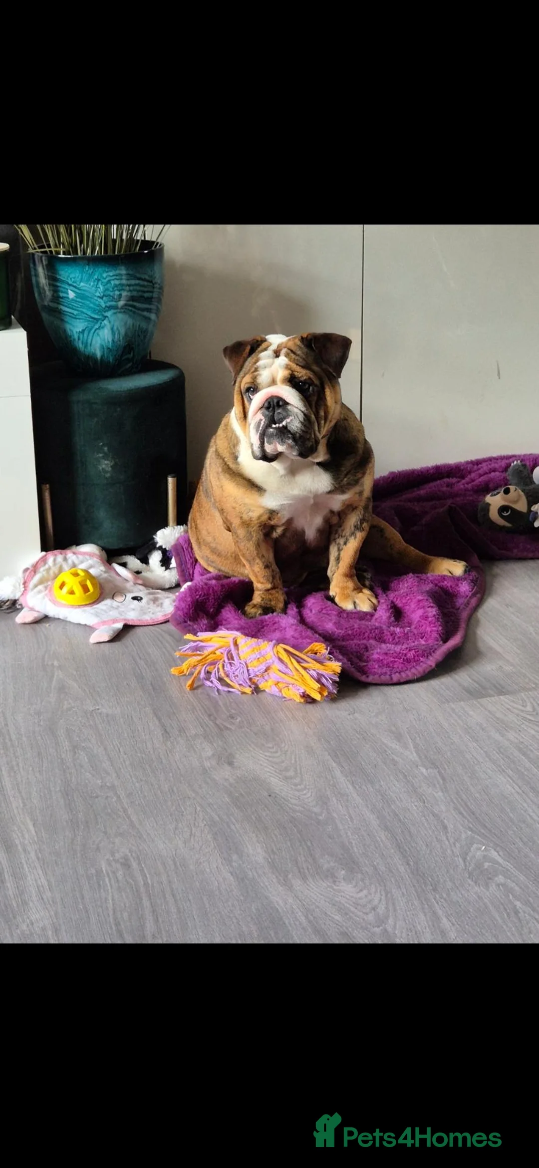 English Bulldog dogs for sale: Beautiful bulldog bitch - Advert 4