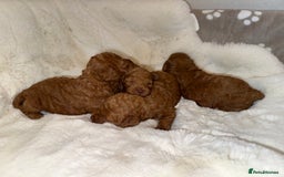 Mixed Breed dogs for sale: Beautiful Deep Red Poodle Puppy’s For Sale Kent  - Image 9