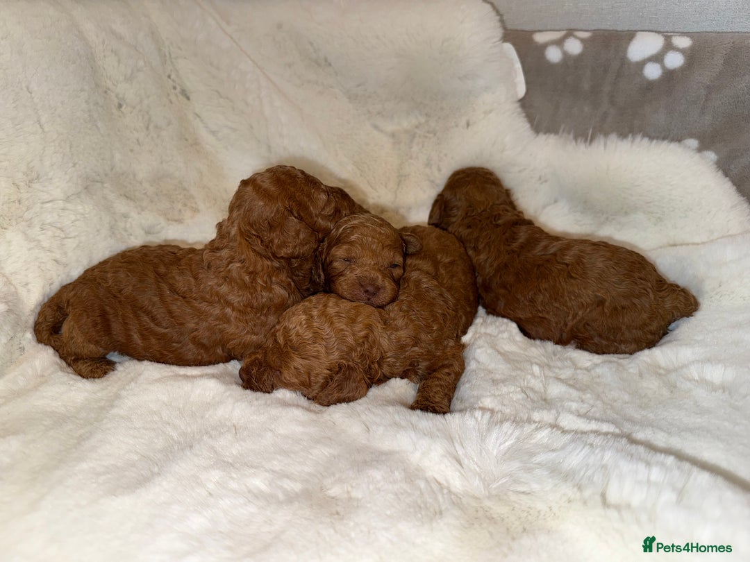 Mixed Breed dogs for sale: Beautiful Deep Red Poodle Puppy’s For Sale Kent  - Image 9