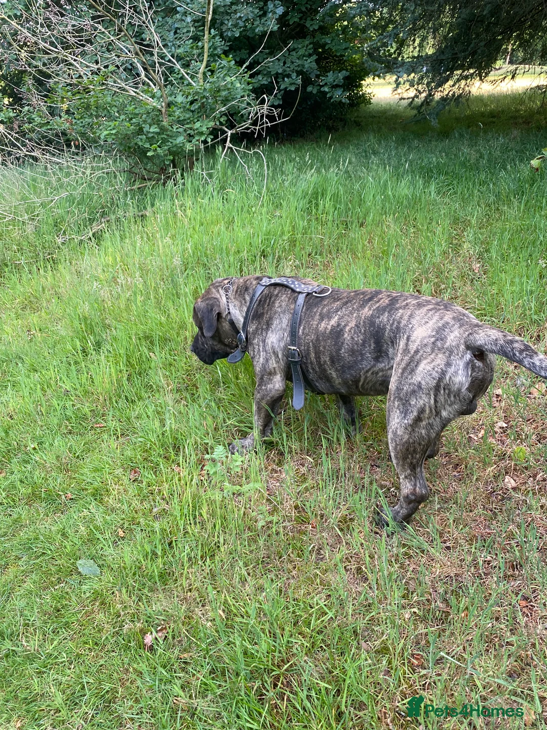 Presa Canario dogs for sale: 4 year old press male for sale in Oldbury - Advert 3