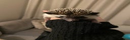 Pygmy Hedgehog rodents for sale: Twiglets looking for a new home  - Advert 7
