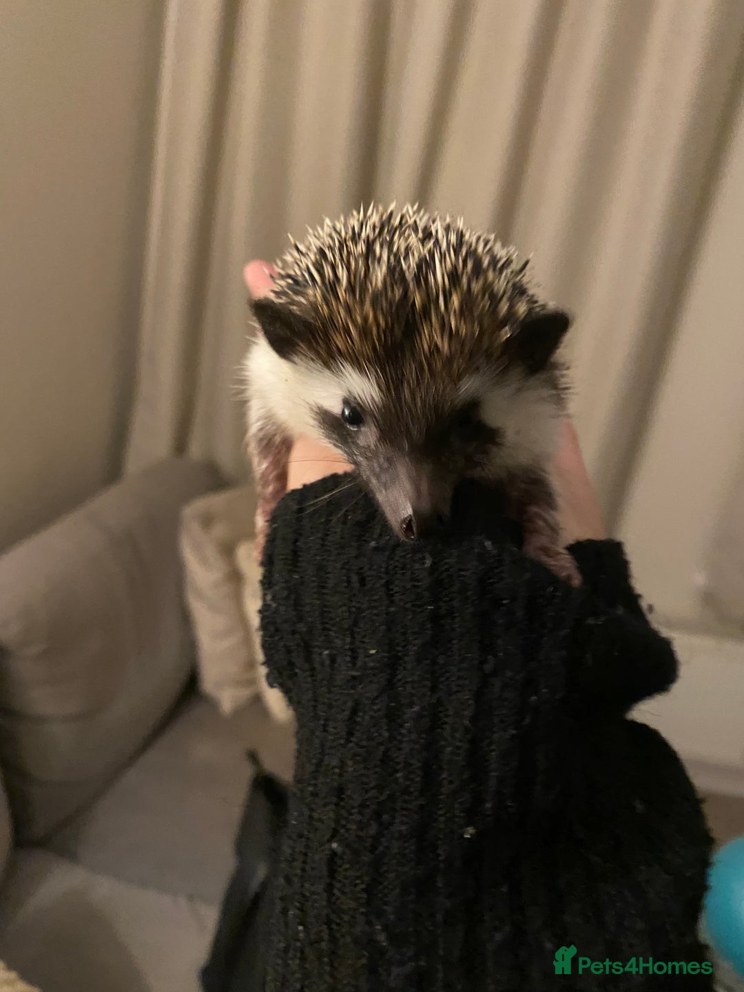 Pygmy Hedgehog rodents for sale: Twiglets looking for a new home  - Advert 7