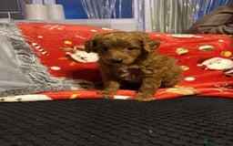 Cockapoo dogs for sale: Cockapoo puppies - Image 1