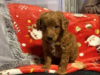 Cockapoo dogs for sale - Advert 3