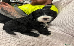 Cavapoo dogs for sale: Gorgeous male cavapoo puppies  - Image 10