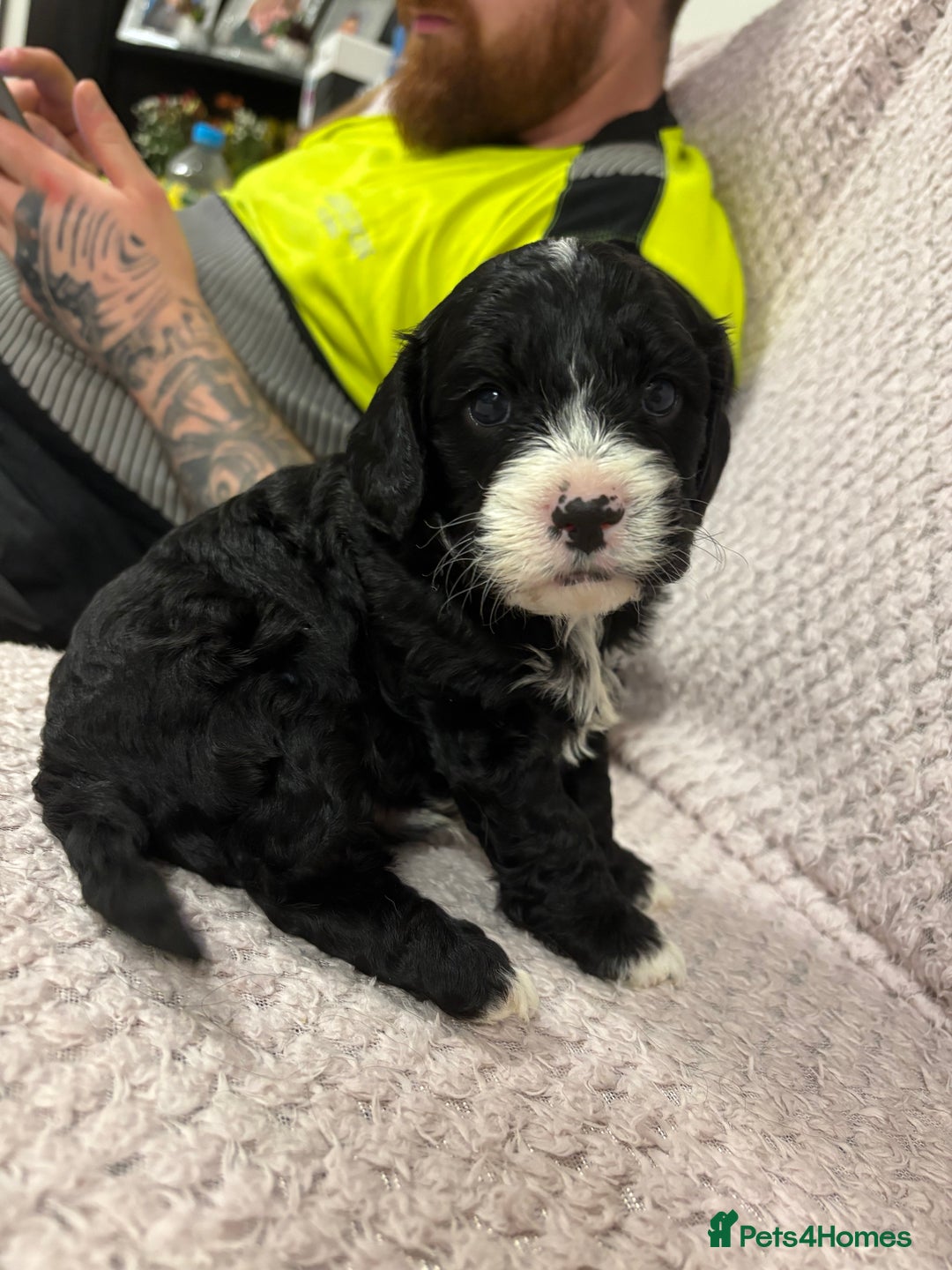 Cavapoo dogs for sale: Gorgeous male cavapoo puppies  - Image 10