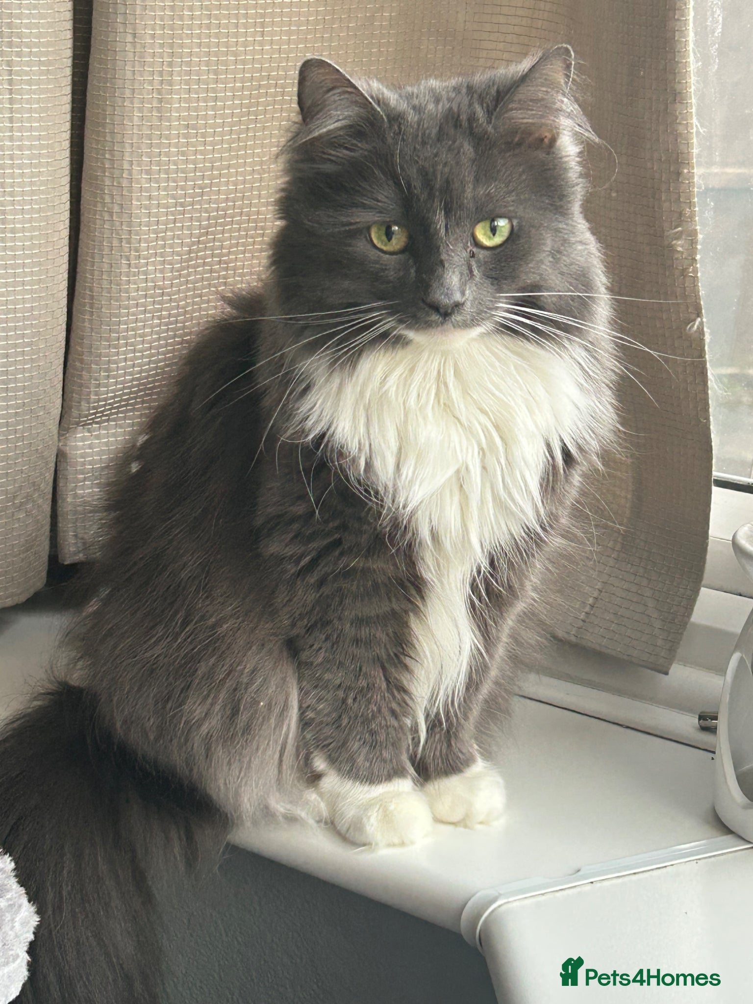 Mixed Breed cats 7 year old grey cat  - Advert 4