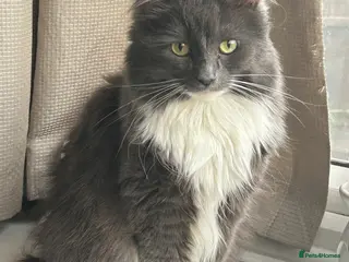 Mixed Breed cats 7 year old grey cat - Advert 4