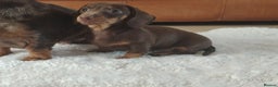 Miniature Dachshund dogs for sale: Miniature Dachshund – Chocolate & Tan Girl - Advert 3