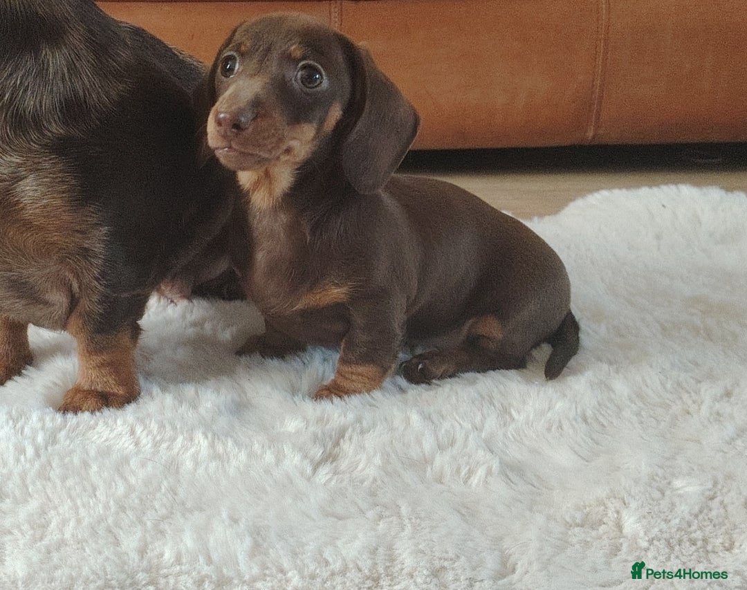 Miniature Dachshund dogs for sale: Miniature Dachshund – Chocolate & Tan Girl - Advert 3