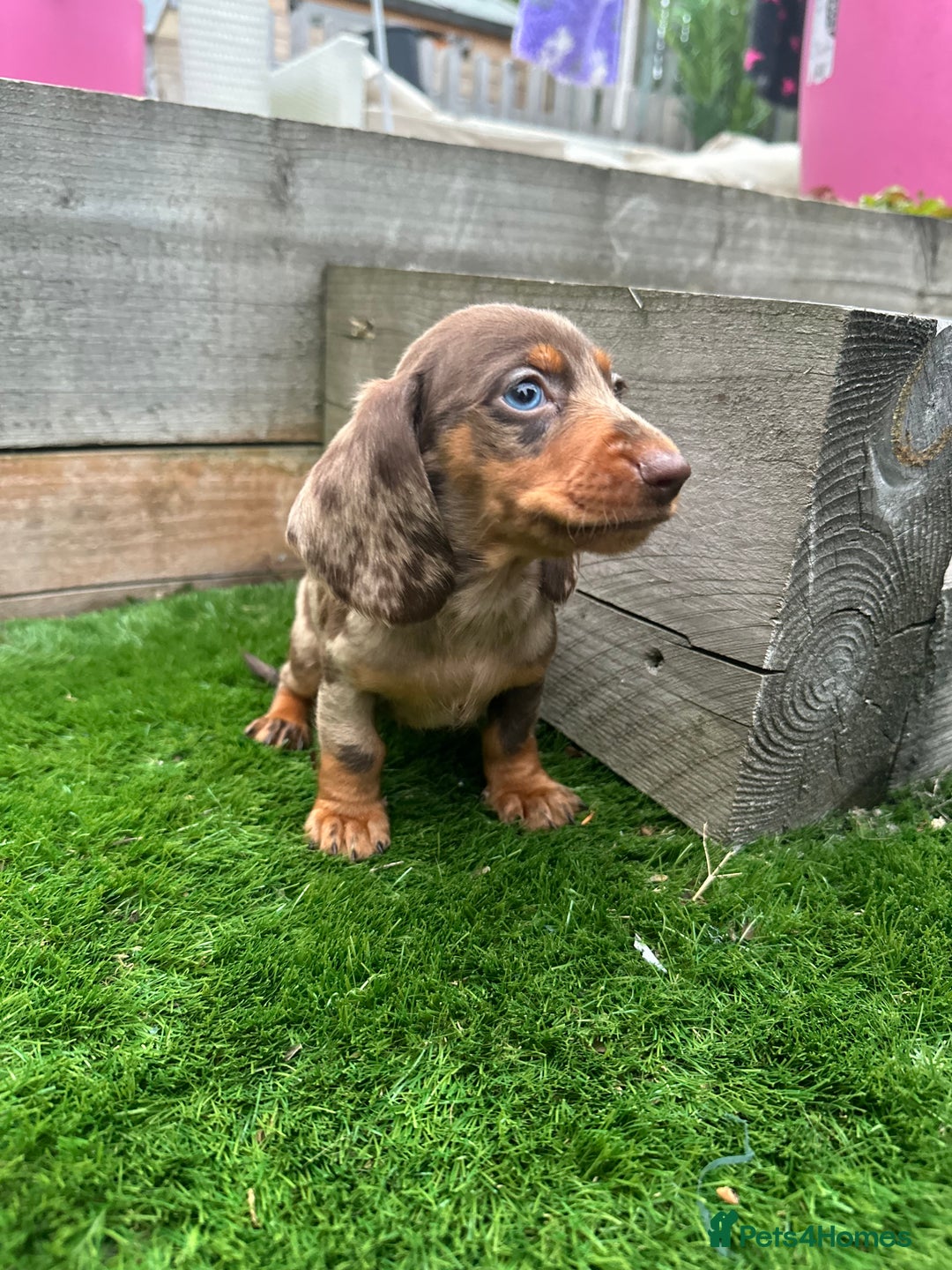 Miniature Dachshund dogs for sale: 8 Quality dachshunds fluffy and smooth for sale** - Image 5