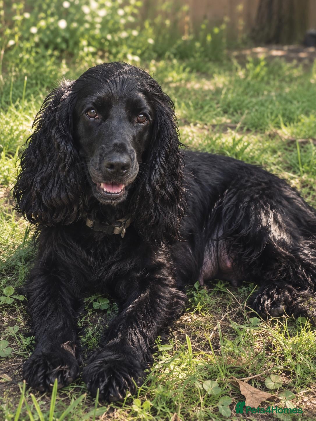 Cocker Spaniel dogs for sale: 🐾 Beautiful Show Cocker Spaniel Puppies 🐾 - Advert 1