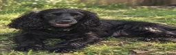 Cocker Spaniel dogs for sale: 🐾 Beautiful Show Cocker Spaniel Puppies 🐾 - Advert 1