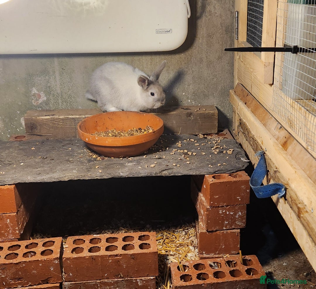 Mixed Breed rabbits for sale: Adorable Mixed Breed Baby Rabbits - Born October  - Advert 2