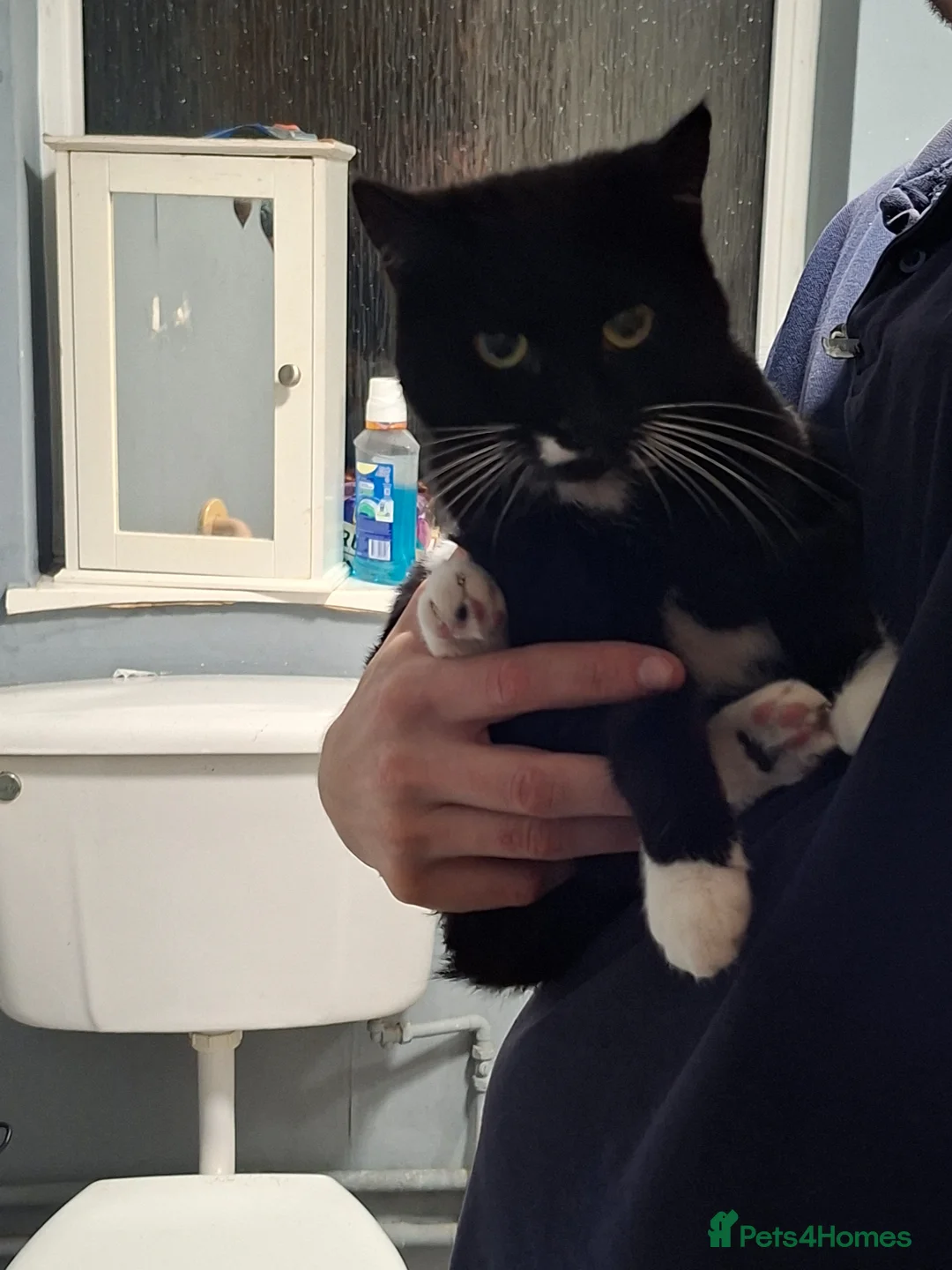 British Shorthair cats for sale: 2 year old cat  in Tenbury Wells - Advert 2
