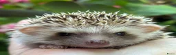 Pygmy Hedgehog rodents for sale: African Pygmy Hedgehog Ethnical breeding mixed - Advert 2