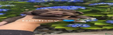 Sprocker 3