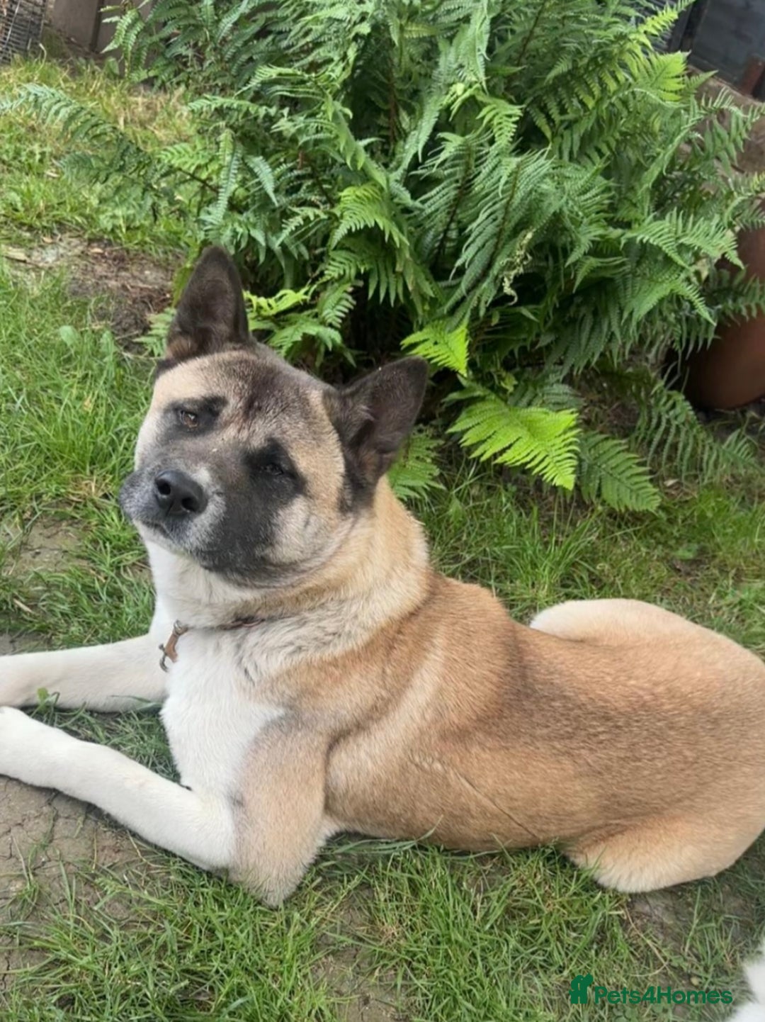 Akita dogs for sale: American Akita puppy looking for new home - Advert 3