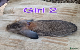 Mini Lop rabbits for sale: Three Beautiful Mini Lop Bunnies Left - Image 6