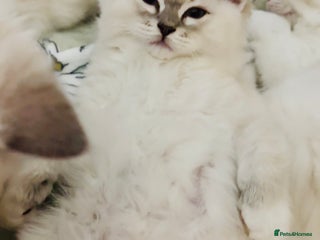 Ragdoll cats Ready to go!!! DNA Tested Charming Ragdoll Kittens - Advert 10