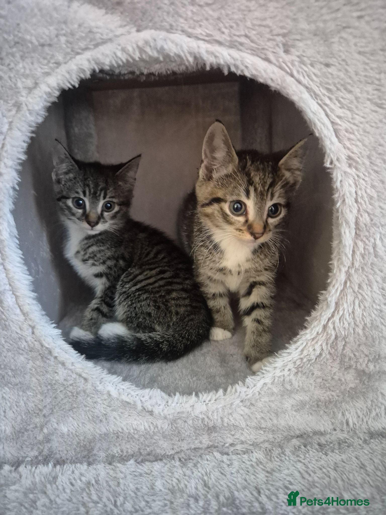 Arabian Mau cats Gorgeous kittens  - Advert 18