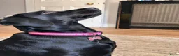 Springador dogs for sale: Luna, Labrador cross Springer in Great Yarmouth - Advert 2