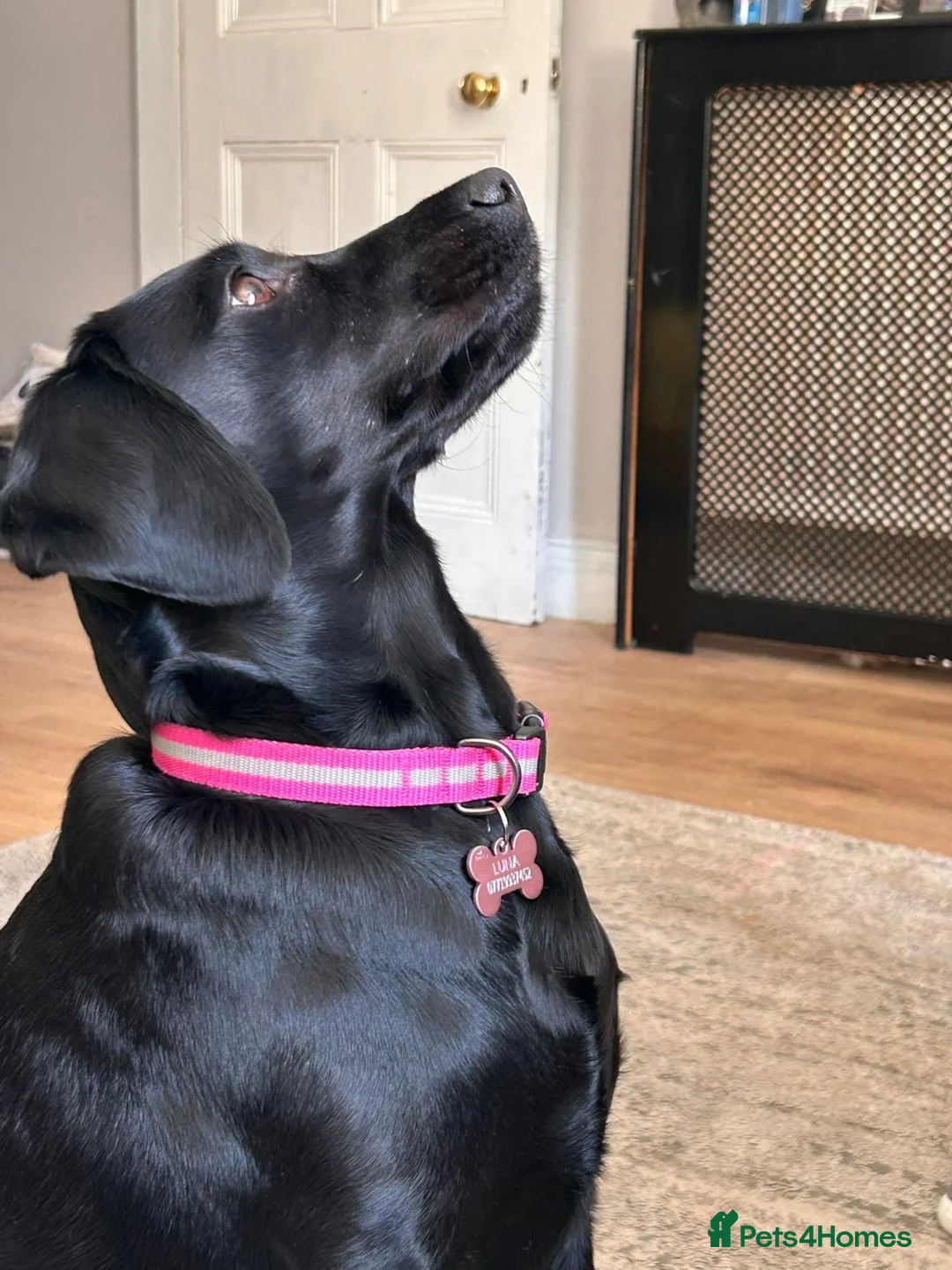 Springador dogs for sale: Luna, Labrador cross Springer in Great Yarmouth - Advert 2