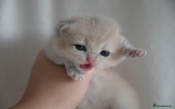 British Shorthair cats for sale: Golden Shaded Kittens WCF & TICA Registered - Image 18