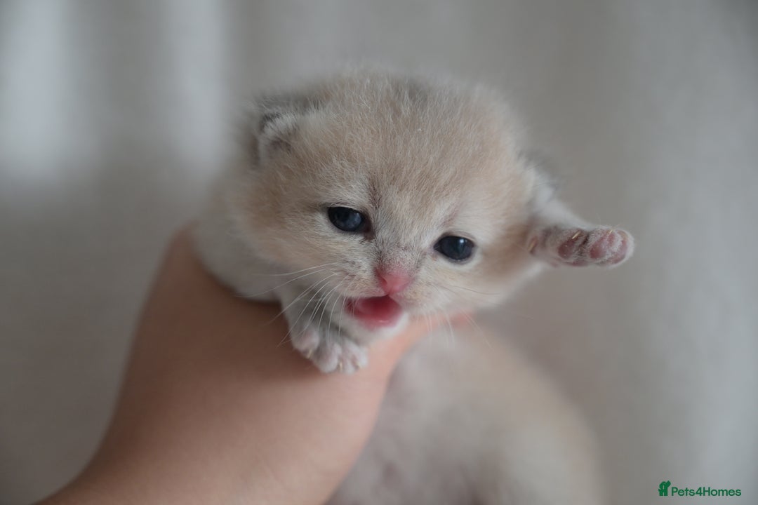 British Shorthair cats for sale: Golden Shaded Kittens WCF & TICA Registered - Image 18