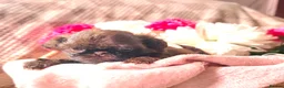 Shih Tzu dogs for sale: Stunning, chocolate KC reg tiny imperial shih tzu  - Advert 5