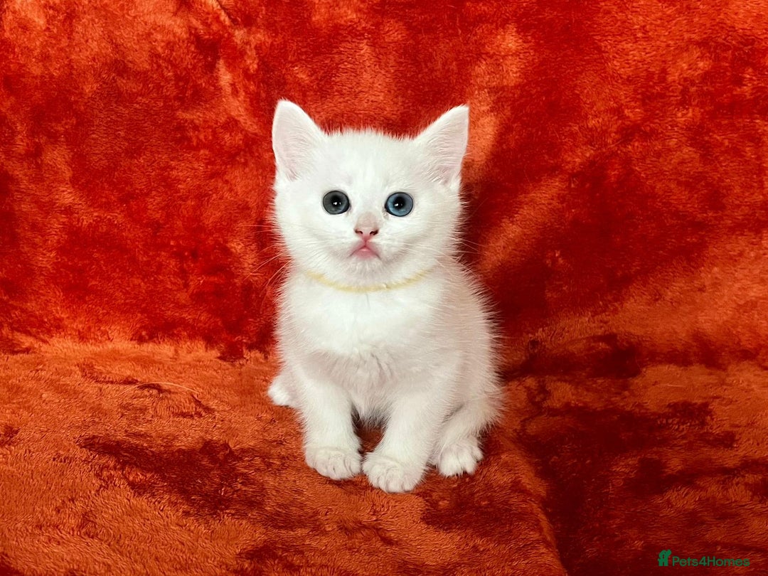 Mixed Breed cats for sale: British shorthair &Ragdoll mix - Advert 20